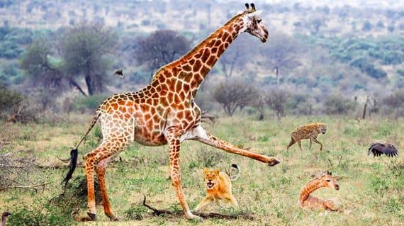 family-friendly safari - Make it a reality