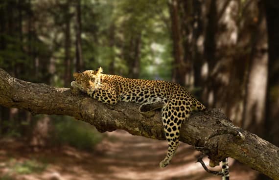 5 Best National Parks in Tanzania: The Ultimate Guide