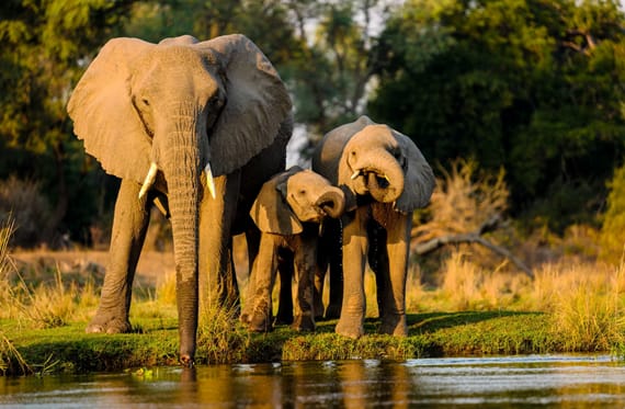 5 Best National Parks in Tanzania: The Ultimate Guide