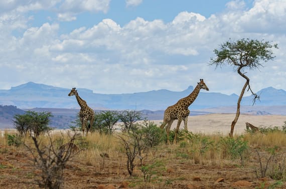 5 Best National Parks in Tanzania: The Ultimate Guide