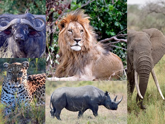 best safari and zanzibar holidays - Big Five sightings - Wildlife wonders
