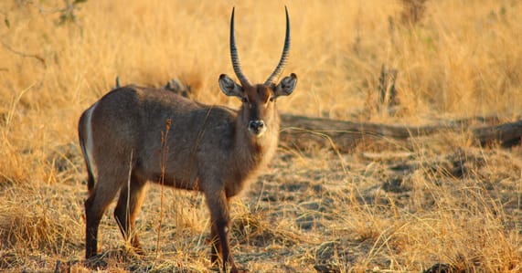 South Luangwa National Park