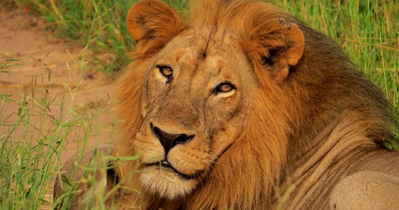 Ruaha-Nationalpark