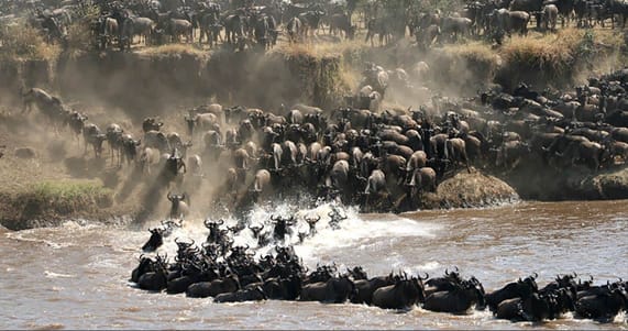 Tanzania and Zanzibar Tour: The Serengeti & The Great Migration