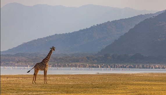 Lake Manyara National Park: The Lion's Quirky Kingdom