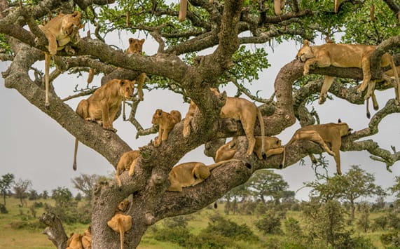 tansania solo reise tipps | Serengeti-Nationalpark