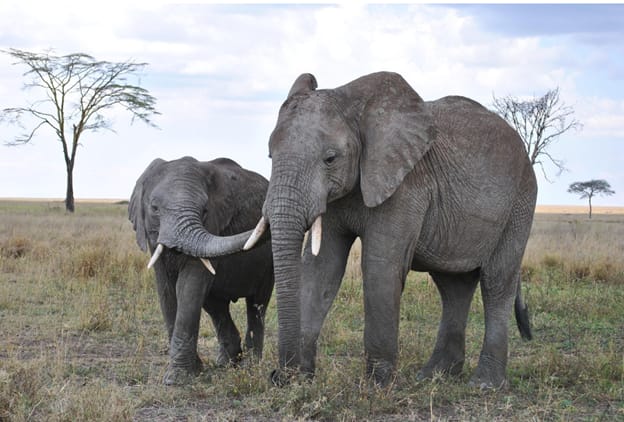 Luxury Safari in Tanzania and the Elephants