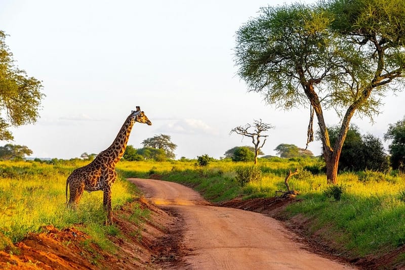 Essential Tanzania Solo Travel Tips for Your Adventure Essential Tanzania Solo Travel Tips for Your Adventure