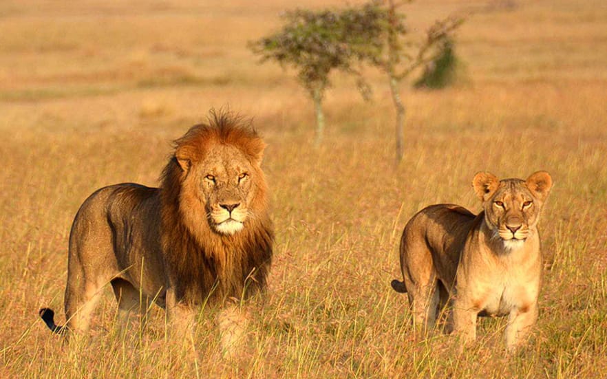 Two Lions Staring - Luxury Tour Tanzania