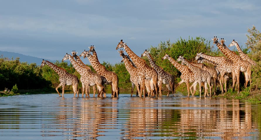 Nyerere-Nationalpark: Afrikas ungezähmte Wasserwelt