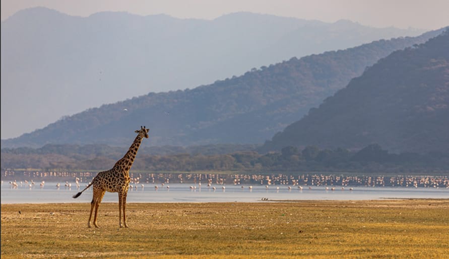 Lake Manyara Nationalpark: Das skurrile Königreich der Löwen
