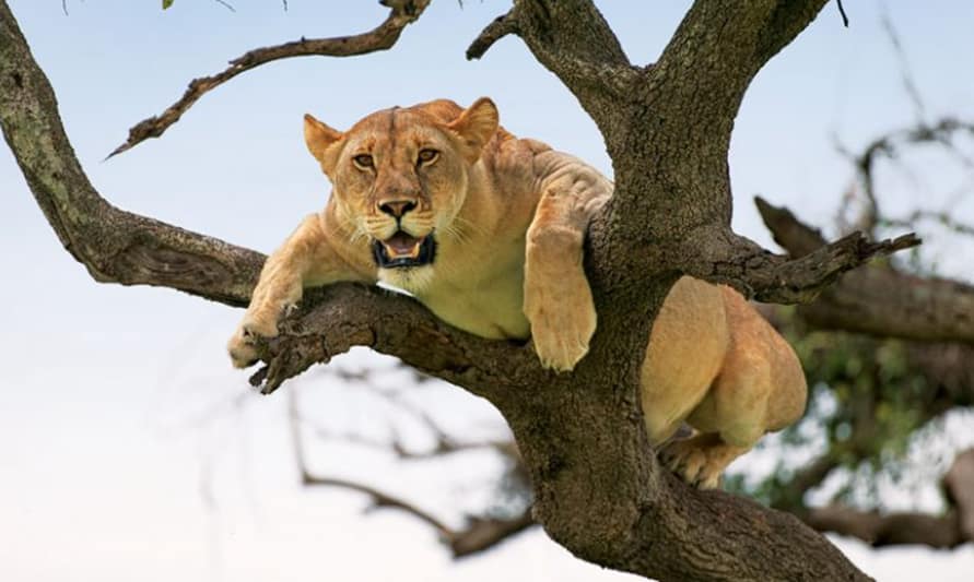 Lake Manyara Nationalpark: Ein Paradies für Vögel und baumkletternde Löwen