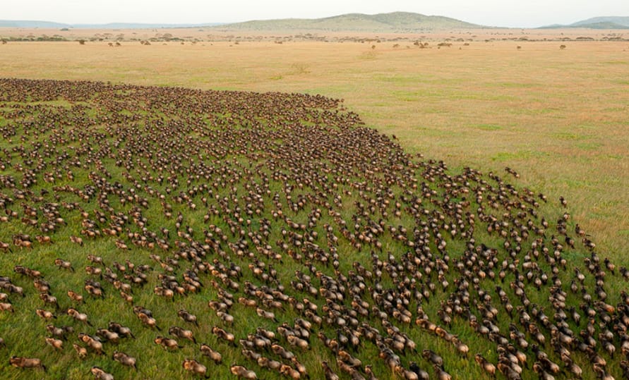 Serengeti-Nationalpark: Werden Sie Zeuge der großen Migration