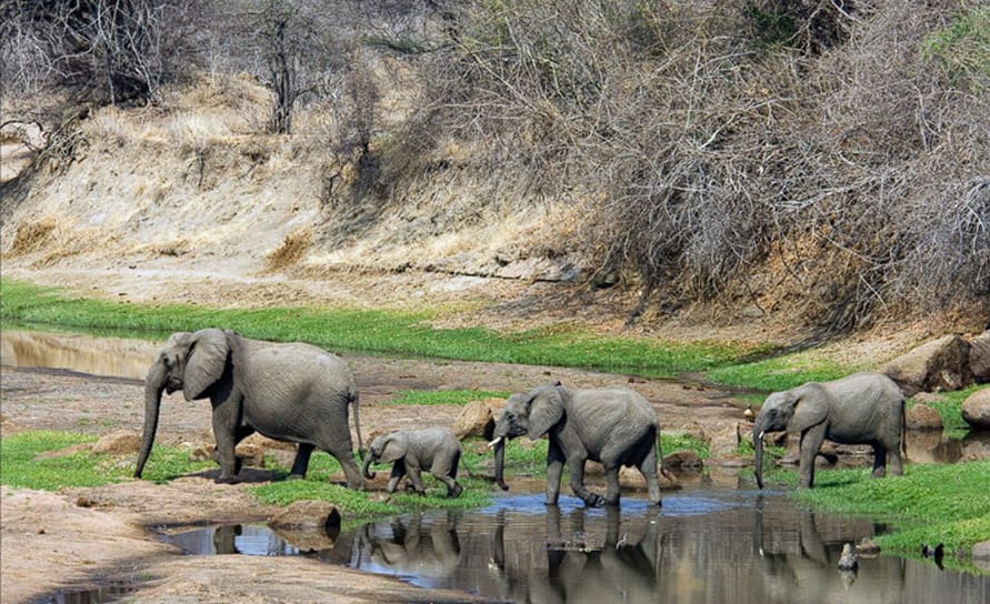 Ruaha-Nationalpark: Ihre private Wildnis