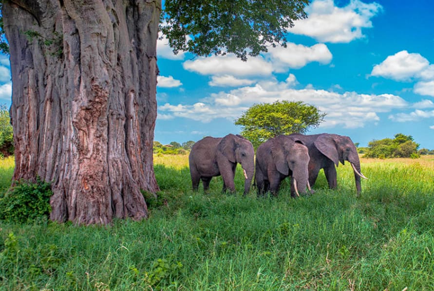 Tarangire-Nationalpark: Land der Elefanten und Königreich der Affenbrotbäume