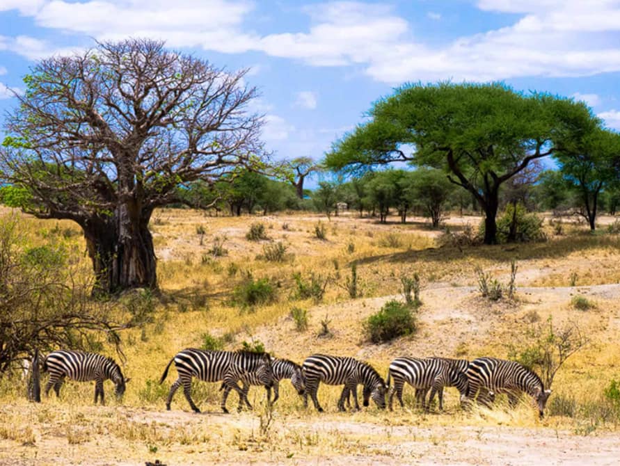 Tarangire-Nationalpark Willkommen im Land der Giganten!