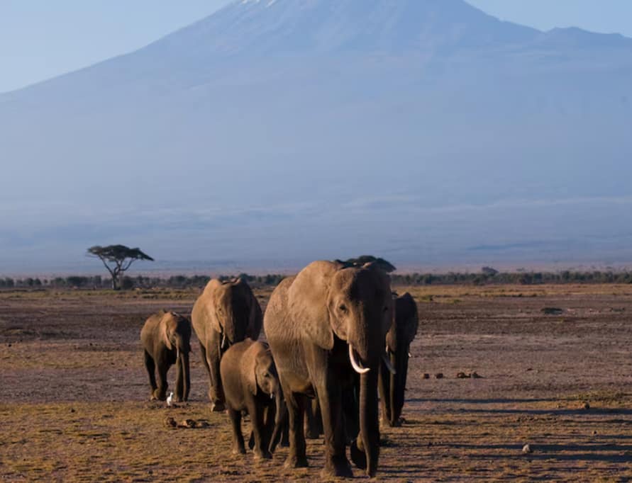 Best Tanzania Itinerary Options: 7, 10, & 14 Day Plans