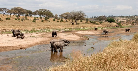 family-friendly safari - Pick your family-friendly national parks