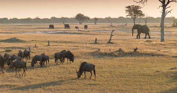 Hwange-Nationalpark
