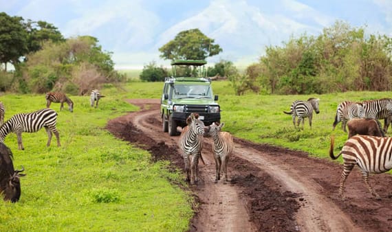Your dream safari meets Zanzibar