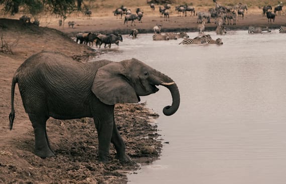 Sansibar Strand-Tarangire Nationalpark: Elefantenherden & Baobab-Landschaften