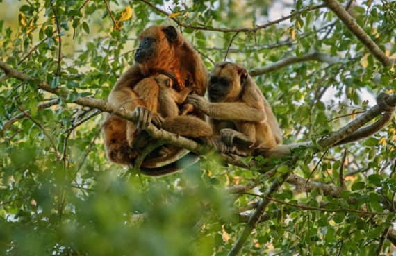Sansibar Insel - Jozani-Wald & Rote Colobus-Affen