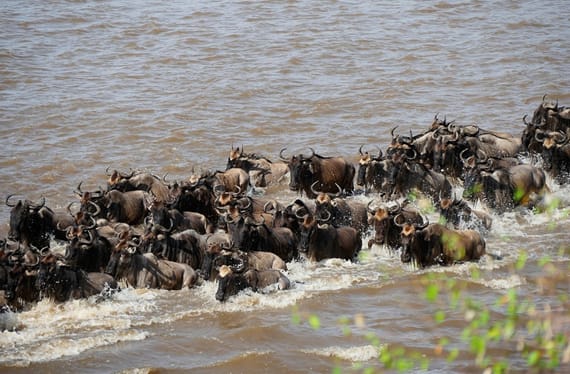 The Serengeti: Great Migration & Big Five