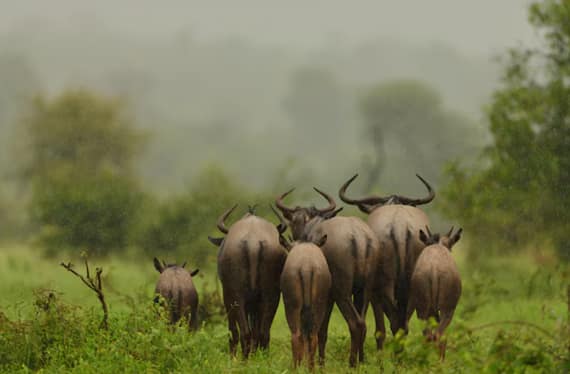 tanzania activity - Big Five Viewing (June–October General)