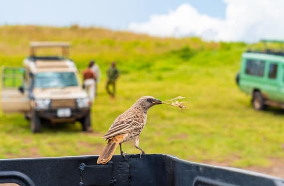 Tansania Aktivitaten-Vogelbeobachtung: Ein ruhiges Tanzania Aktivität (Juni–September)