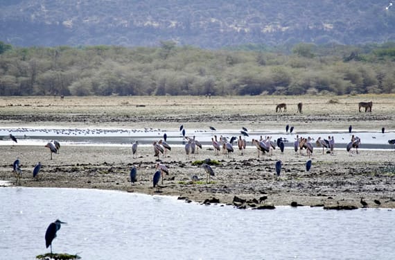 Sansibar Strand-Lake Manyara Nationalpark: Baum-Erklimmende Löwen & Vogelüberfluss
