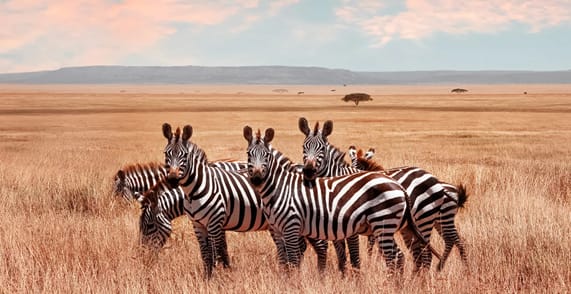 luxus safari sansibar angebote | Serengeti-Nationalpark