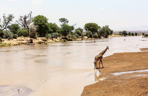 Sansibar Strand-aSüdliche Kreis-Parks: Nyerere & Ruaha