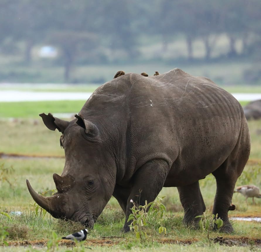 tansania reiseroute-Ngorongoro-Krater